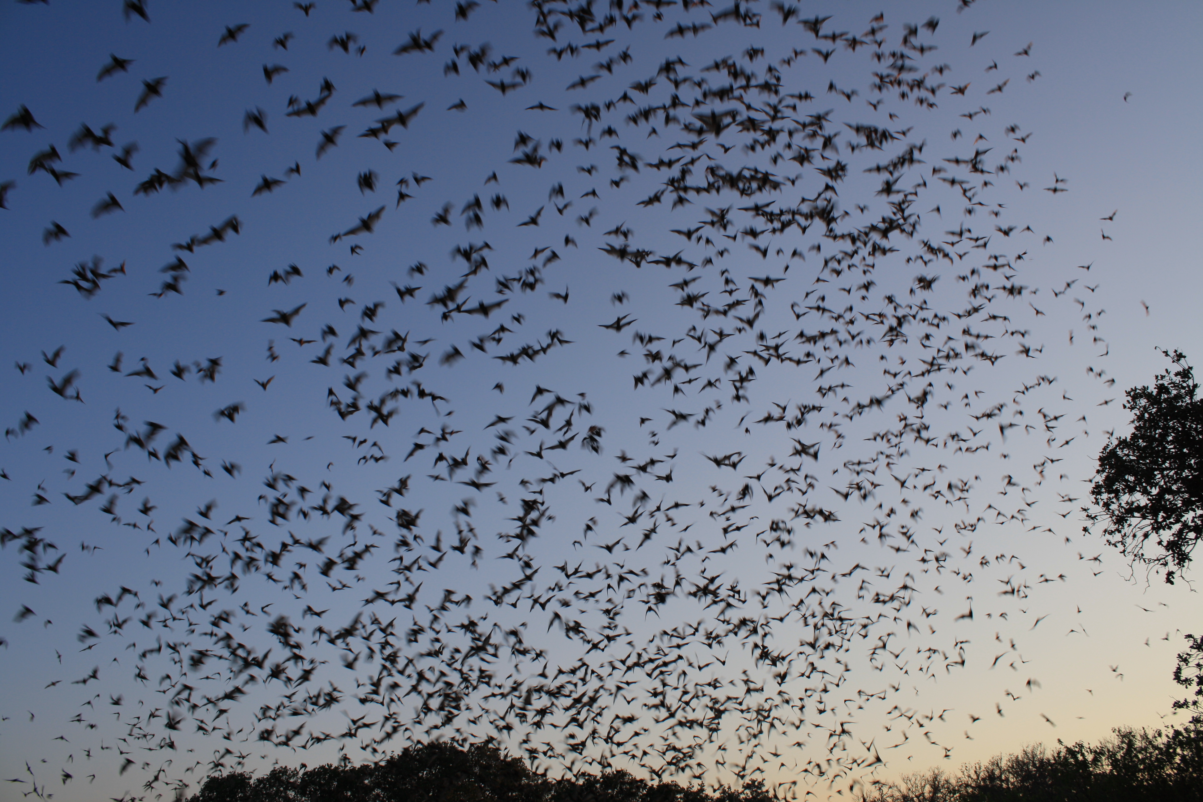 A flock of bats at twilight