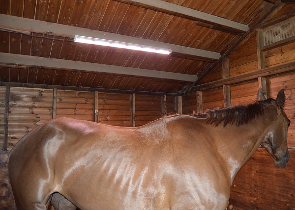 horses-respond-to-led-lighting-muscle-increased-appetite